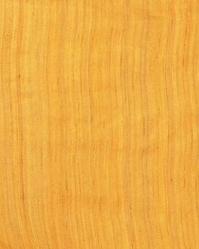 Silkmark Ghicha Tussar Mesmerizing Mustard Saree